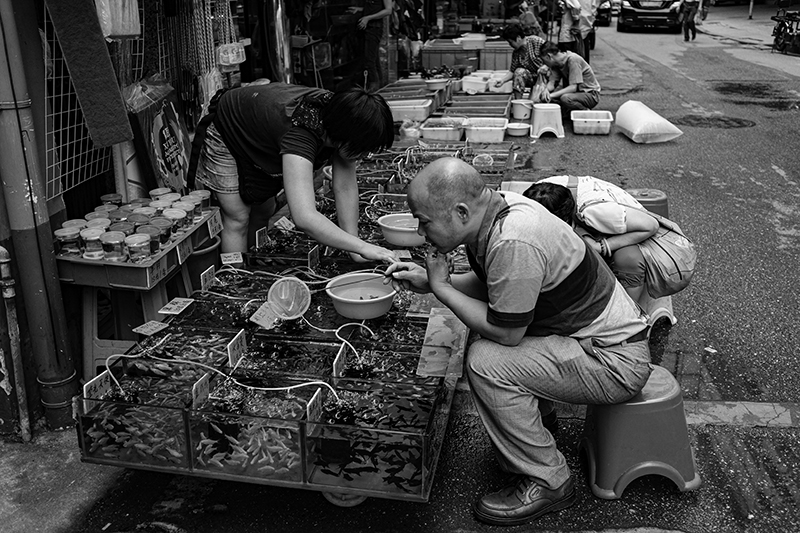 South Korean Tropical Fish Stall